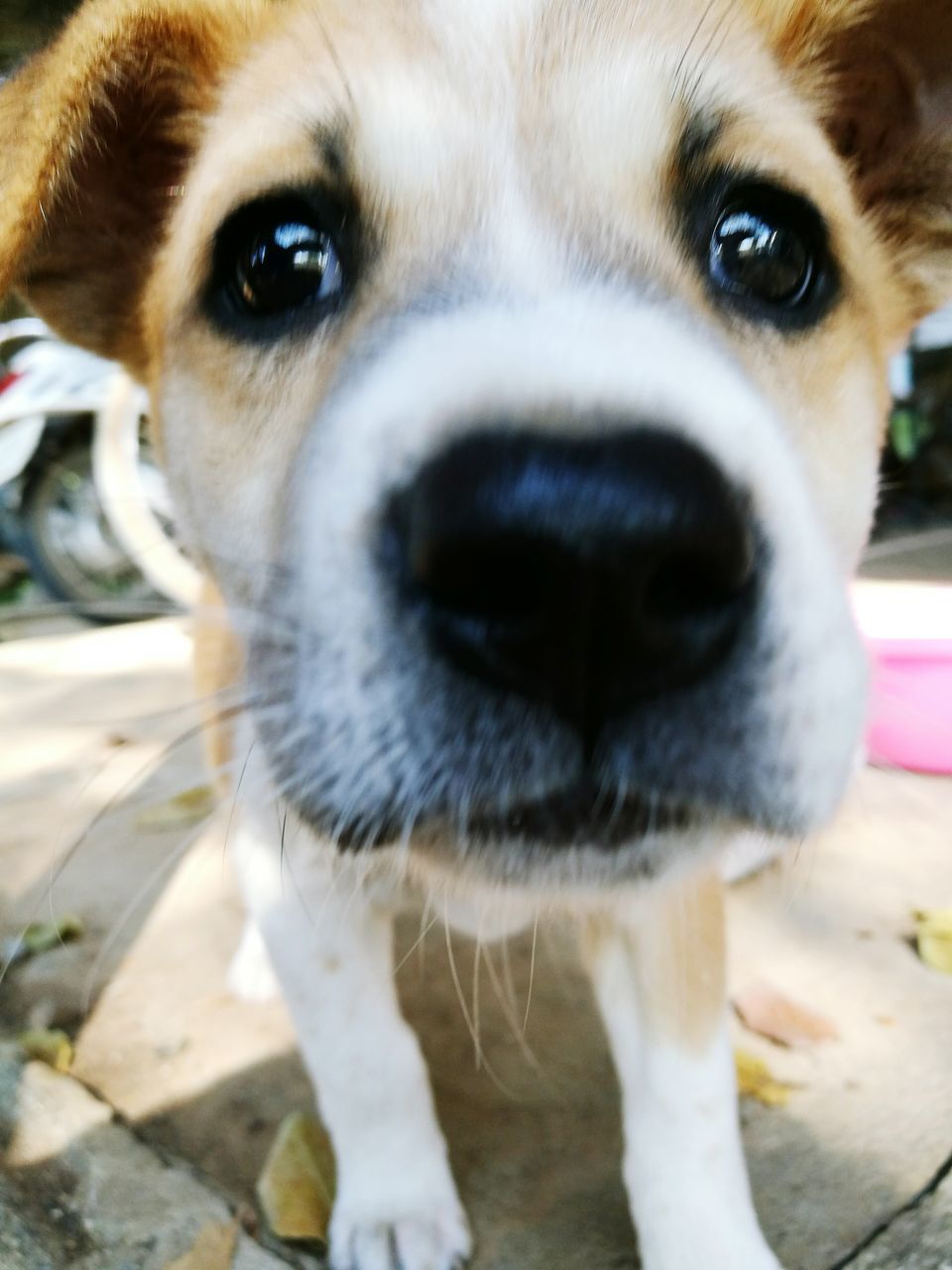 PORTRAIT OF DOG OUTDOORS