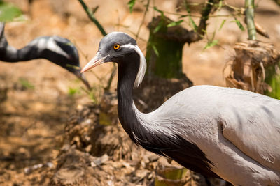 Demoiselle crane bird close up stock image. wildlife and birds photography.