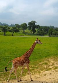 Giraffe standing on field against sky