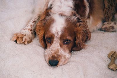 High angle view of dog resting