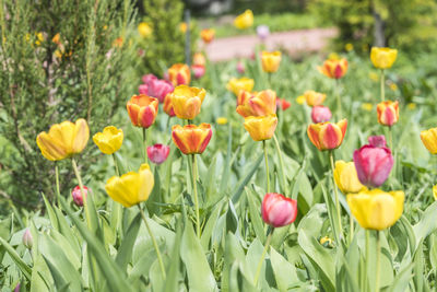 Close-up of multi colored tulips in field