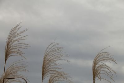 Plants swinging by the wind