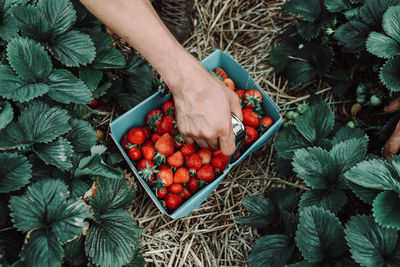 High angle view of hand holding fruits