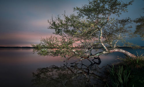 Tree by lake against sky during sunset