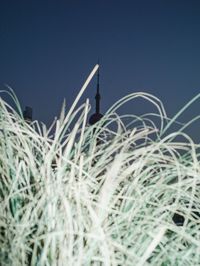 Low angle view of plants growing on field against sky