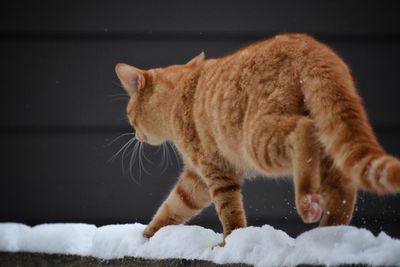 Cat on snow