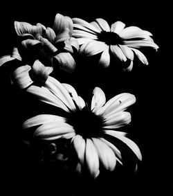Close-up of flowers over black background
