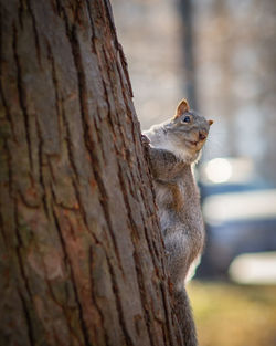 Close-up of squirrel on tree trunk