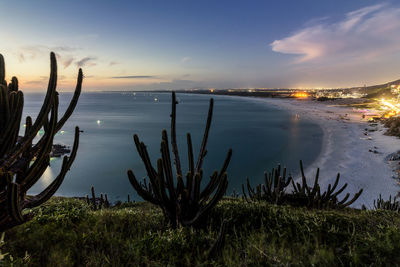 Cactus by sea against sky during sunset