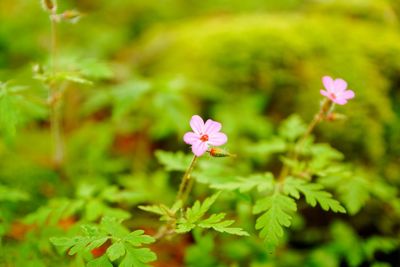 Close-up of pink flowers