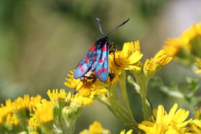 Close-up of butterfly on yellow flowers