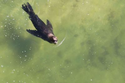 Close-up of turtle in water