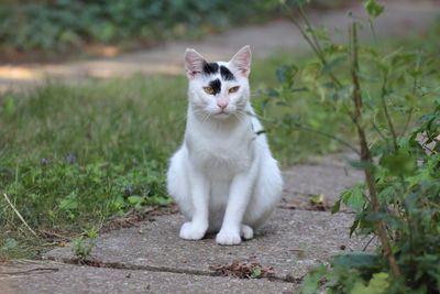 Portrait of cat looking away