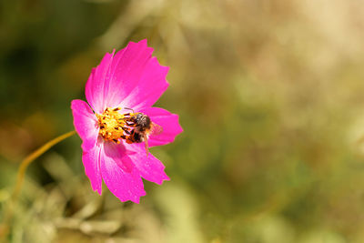 flowering plant