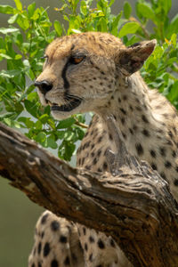 Close-up of cheetah sits amongst leafy bushes