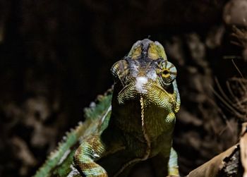 Close-up of chameleon 