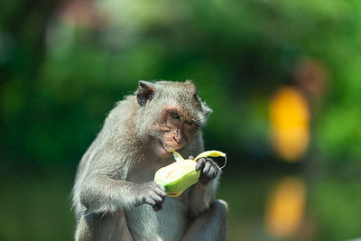 Monkey eating food