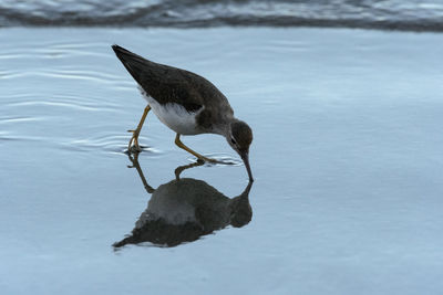 High angle view of bird perching on a lake