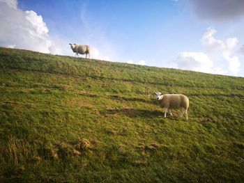 Goats in a field