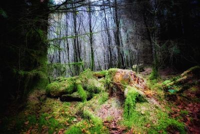 Trees in forest