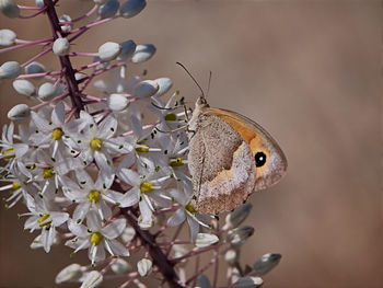 Close-up of butterfly pollinating on cherry blossom