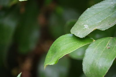 Close-up of wet plant leaves