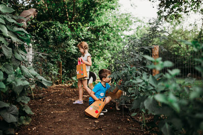 Young brother and sister picking fresh tomatoes from garden