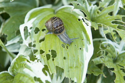 Close up from a snail with house eating from a hosta plant with already has damage on the leaves