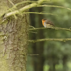 Close-up of bird perching on tree trunk