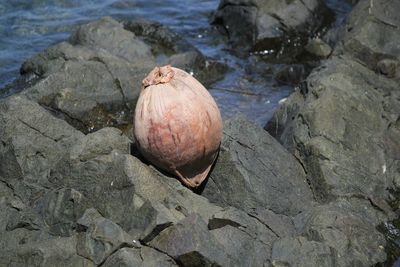 High angle view of fruits on rock at beach