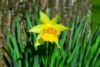 Close-up of yellow flower