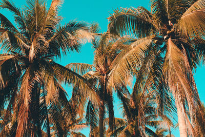 Low angle view of palm trees against blue sky