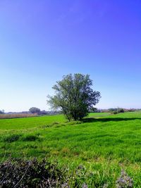 Tree on field against clear sky