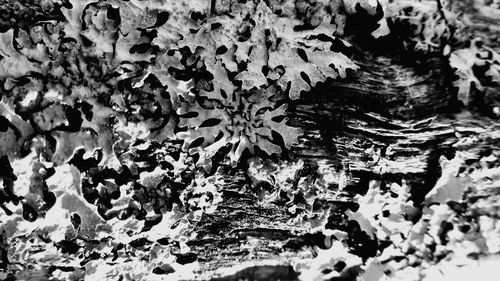 Full frame shot of tree trunk