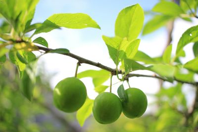 Close-up of leaves on tree