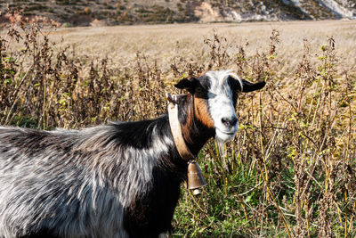 Portrait of a horse on field