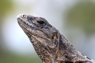 Close-up of a lizard