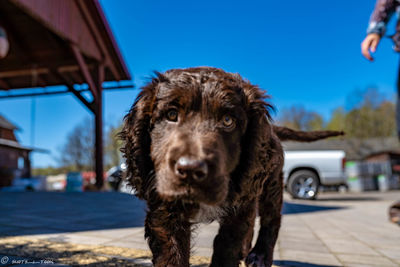 Close-up portrait of dog