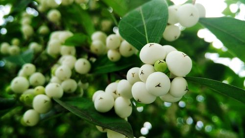 Close-up of white leaves