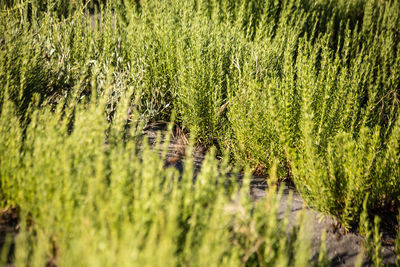 Scenic view of rice field