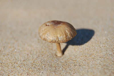 Close-up of snail on table