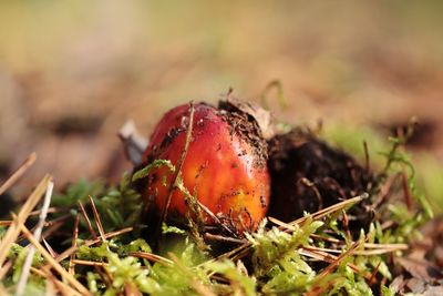 Close-up of mushroom growing on field