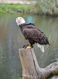 Bird perching on wooden post in lake