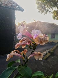 Close-up of pink flowering plant against building