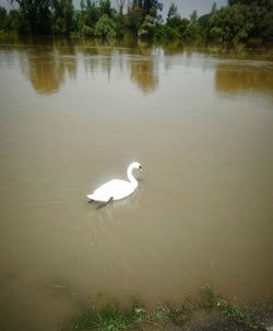 Swan on a lake