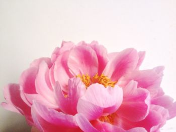 Close-up of pink flowers