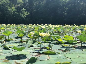 Lotus water lily amidst leaves in lake