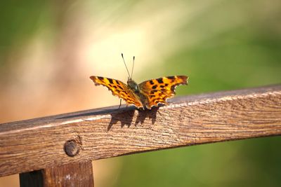 Close-up of butterfly on wood