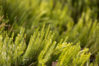 Close-up of pine tree