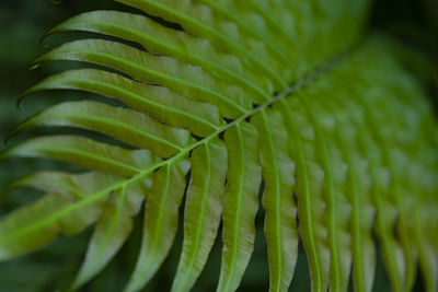 Close-up of palm tree